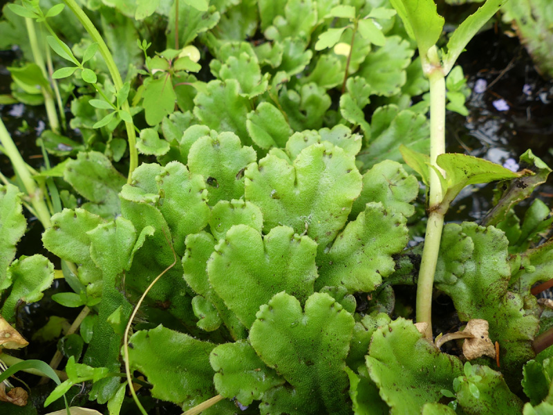 Marchantia polymorpha subsp. montivagans